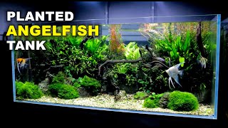 Aquascape Tutorial Non co2 4ft Angelfish Aquarium How To Full Step By Step Guide Planted Tank [upl. by Louis]