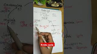 Most easiest trick to learn KREBS CYCLE like never before 🔥✨Neet 11thbiobotany [upl. by Maxa]