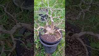 Vitex parviflora Tugas Bato bonsai update [upl. by Suixela135]