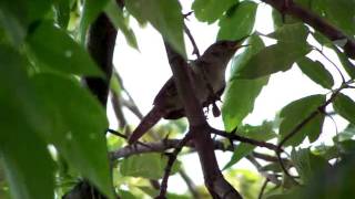 Female Wren singing [upl. by Aztiray]