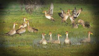 CACERIA DE PATOS CON PR900 ZORZAL TORTOLA CODORNIZ [upl. by Eugatnom446]