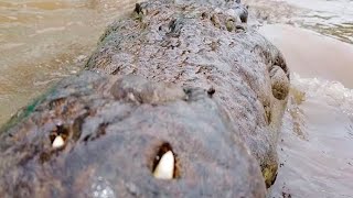 Crocodilo gigante assustador chega pertinho da câmera inacreditável [upl. by Hada]