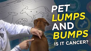 Is it Cancer Pet Lumps amp Bumps  VetVid Episode 023 [upl. by Eizzo247]