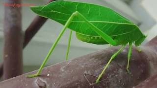 What is a Leaf Insect [upl. by Libbie]