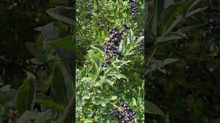 Бірючина звичайна  Ligustrum vulgare  в природі і в озелененні nature [upl. by Rasaec]