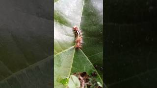 Life cycle of butterfly Caterpillars are part of life cycle of butterfly insect butterflynature [upl. by Esiled]