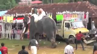 Killer elephant goes berserk trampling Indians at Kerala festival [upl. by Eng]