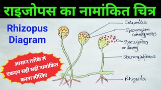 राइजोपस का चित्र  rhizopus diagram  bread mould diagram  rhizopus ka chitra  ब्रेड मोल्ड चित्र [upl. by Tillion]