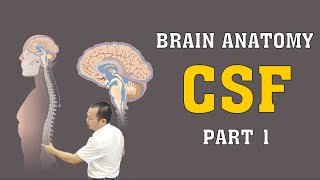 Brain Anatomy  CSF  Part 1 brainanatomy [upl. by Jemma]