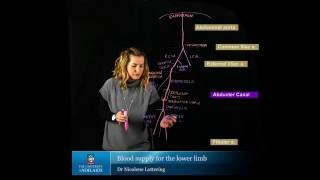 Blood Supply of the Lower Limb [upl. by Einuj]