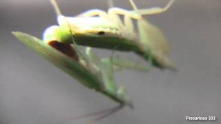 Gambian SpottedEye Flower Mantis  Tapping Mating [upl. by Hachmin581]