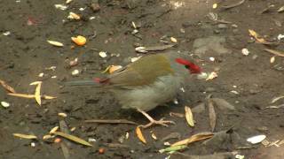 Redbrowed Finch Neochmia temporalis  2 [upl. by Goff]