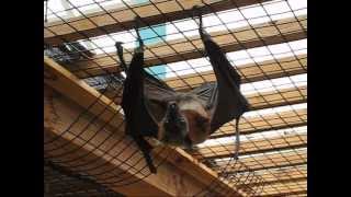 The Biggest Bat in the World  Flying Fox [upl. by Pare224]