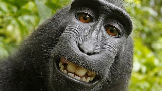 Monkey Ringtone With Free Download Link [upl. by Langer]