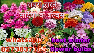 cheap and best winter flower bulbs सर्दियों के सबसे अच्छे बल्बस whatsapp 8273837165 [upl. by Alexia]