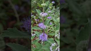 층층이 예쁘게 꽃피는 층꽃나무 Caryopteris incana [upl. by Warford]