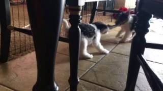 fox terrier puppies playing tug of war [upl. by Betsey]