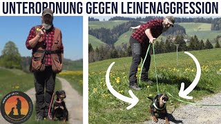 Leinenaggression das Übel bei Hundebegegnungen  Hundeschule UB [upl. by Leelahk]