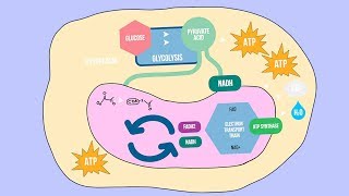 CELLULAR RESPIRATION SONG  Science Music Video [upl. by Blackman]