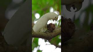 Tanimbar Corella 戈氏凤头鹦鹉 Vol 02  JLG birds sonysingapore nature [upl. by Mou19]