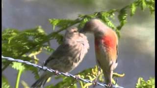 Les Oiseaux de Corrèze N°2Les oiseaux familiers mais discrets [upl. by Ogdan]