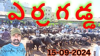 ఎర్రగడ్డ మార్కెట్ లో ఈ వారం గేదెల సమాచారం  Erragadda Buffalo Market manakyparavindrareddyvlogs [upl. by Constantin264]