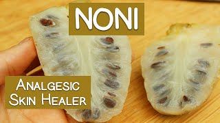 Noni Fruit Potential Skin Healer Immune Booster and Analgesic [upl. by Auguste178]