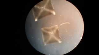 time lapse  salt crystallization on microscope [upl. by Ateikan]