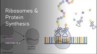 AHS 120 Ch 155  Ribosomes amp Protein Synthesis [upl. by Ynaiffit]