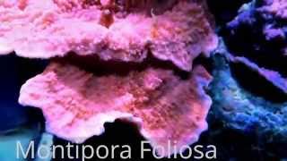 AMAZING Montipora SPS Foliosa Red NANO REEF [upl. by Egroj]