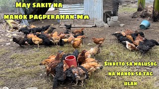 MAY SAKIT NA MANOK PAGPERAHAN NA  SIKRETO SA MALUSOG NA MANOKAN KAHIT MAULAN  GENSAN CITY [upl. by Annawyt761]