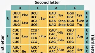 Class 31 Wobble Hypothesis Malayalam [upl. by Nomannic]