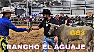 EL RETO DEL G63 VS EL KIKITO Y 9 TOROS DE RANCHO EL AGUAJE VS LOS REYES DE AMÉRICA DE CRISTIAN JUA [upl. by Ennaus695]