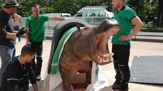 Le retour des grands spécimens au Muséum dhistoire naturelle de Bordeaux [upl. by Ahsekram]