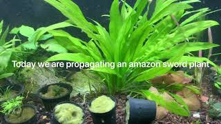 Aquarium plant propagating Amazon sword [upl. by Adelaide]