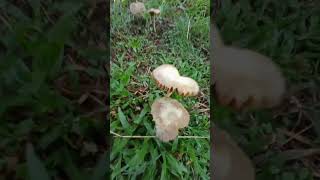 💥🤯 Andaman rainy season mushroom ⁉️💢 shortsfeed shorts youtubeshorts trending mushroom [upl. by Weigle940]