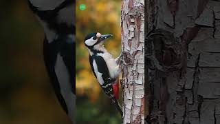 Woodpecker drilling a hole in a tree shortvideo ytshorts wildlife [upl. by Kcirdneh]