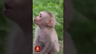 Cutest Snow Monkey Lose Her Mom In The Forest [upl. by Edyaw]