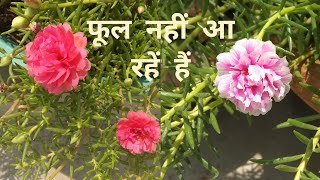 Portulca not flowering 5 Reason कारण How to get plenty of flowers in Moss Rose care hindi [upl. by Cadmann]