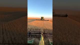 Harvesting agriculture agrimachinery automobile viralvideo shortvideo [upl. by Latif]