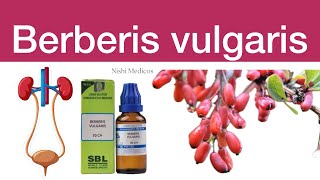 Homoeopathy medicine  Berberis vulgaris [upl. by Eevets514]