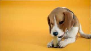 Pedigree Werbung 2012 Deutsch [upl. by Earazed]