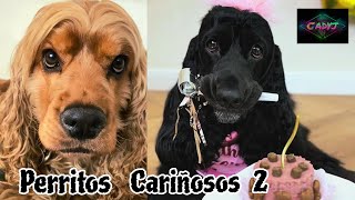 perritos cariñosos 2 [upl. by Nosauq]