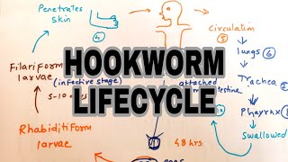 Hookworm infection  Lifecycle of hookworm  easy explaination [upl. by Naujyt]