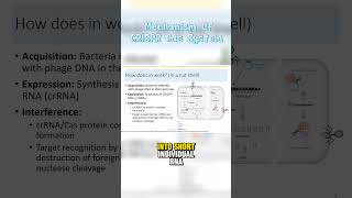 The Mechanism of CRISPRCas System [upl. by Anirret]