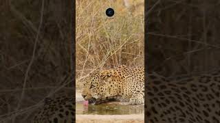 Leopard Hydrating in Kruger National Park  Rare Wildlife Moment safarisightings leopard [upl. by Acitel]