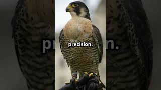 The Shocking Truth About The Peregrine Falcon [upl. by Hooke587]