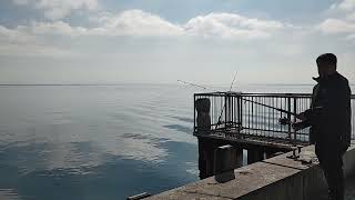 FISHING SPOT PORTARLINGTON PIER VICTORIA AUSTRALIA 🦘🦘🦘 2024 [upl. by Unni]