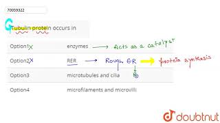 Tubulin protein occurs in [upl. by Yle]