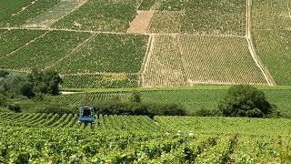 Chablis France • Private Wine Tasting and Tour of Chablis [upl. by Meunier]